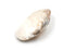 matching pair of giant white pearled mussel shells